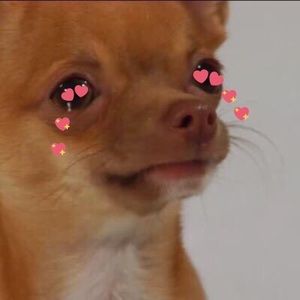 Meet your Posher, Benjamin